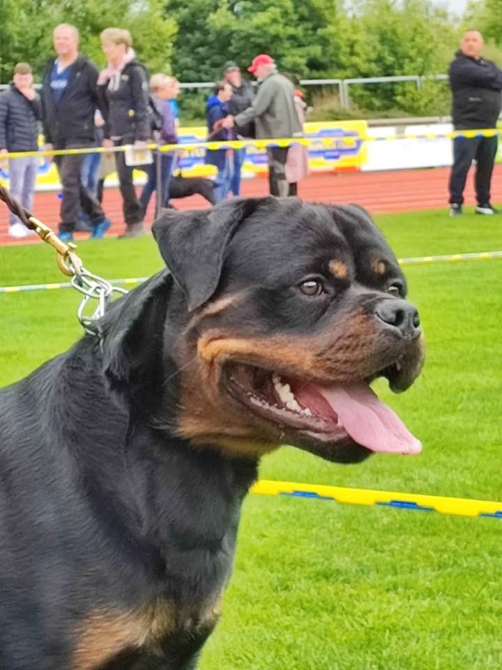Cucciolata Puma - Obelix - allevamentorottweiler